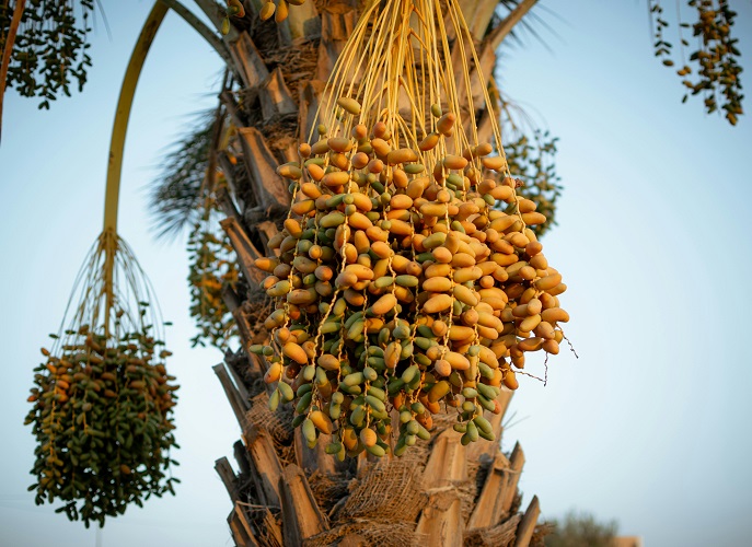 iranian-date-orchard.jpg